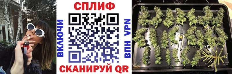 Шишки марихуана гибрид  где продают наркотики  МЕГА сайт  Снежногорск 